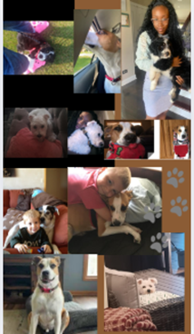 Animals as Healers: Exploring Pet Therapy